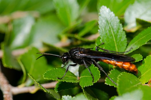 Male wasp Elaphroptera scoliaeformis on the shrub Escallonia leucantha. Conguillio National Park. Araucania Region. Chile.