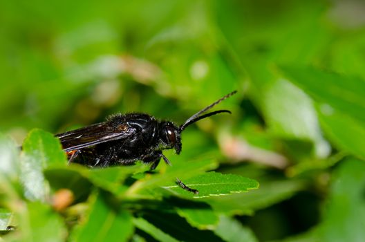 Male wasp Elaphroptera scoliaeformis on the shrub Escallonia leucantha. Conguillio National Park. Araucania Region. Chile.