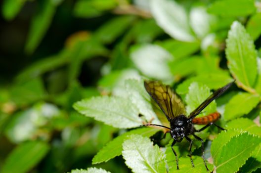 Male wasp Elaphroptera scoliaeformis on the shrub Escallonia leucantha. Conguillio National Park. Araucania Region. Chile.