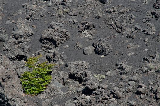 Shrub on field of solidified lava. Conguillio National Park. Araucania Region. Chile.