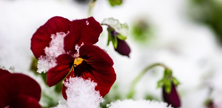 Beautiful tricolor viola flowers ina spring time garden with snow and water drops