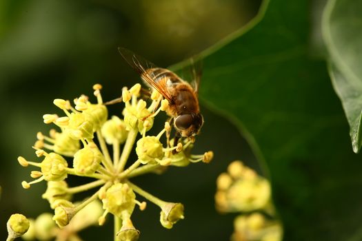 close up of a bee on a yellow flower. bee flying over a flower