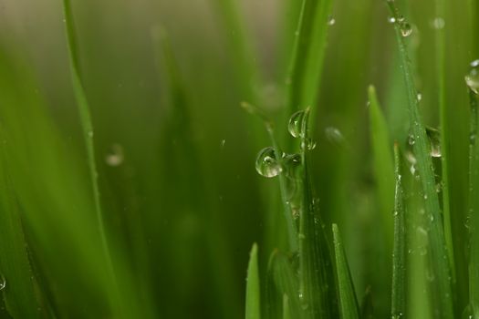 Green grass with water drops showing life and crows with copy space