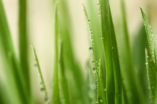 Green grass with water drops showing life and crows with copy space