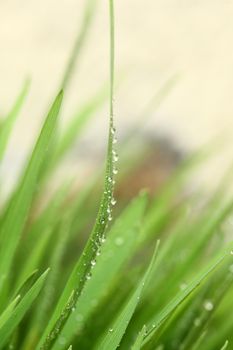 Green grass with water drops showing life and crows with copy space