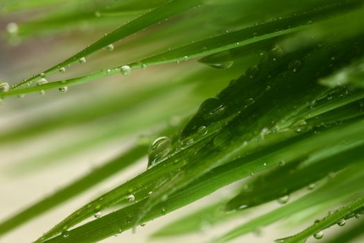 Green grass with water drops showing life and crows with copy space