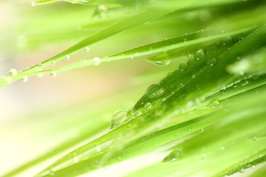 Green grass with water drops showing life and crows with copy space