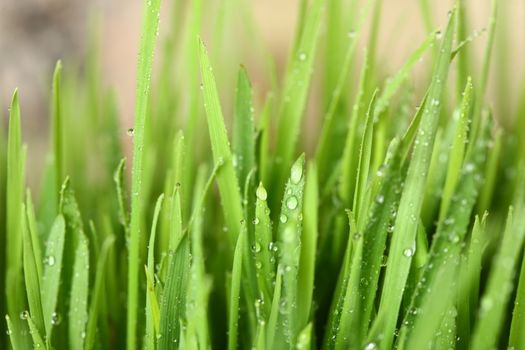 Green grass with water drops showing life and crows with copy space