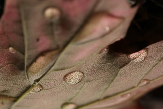 water drops on leaves out in nature. Fresh water after a rainy day