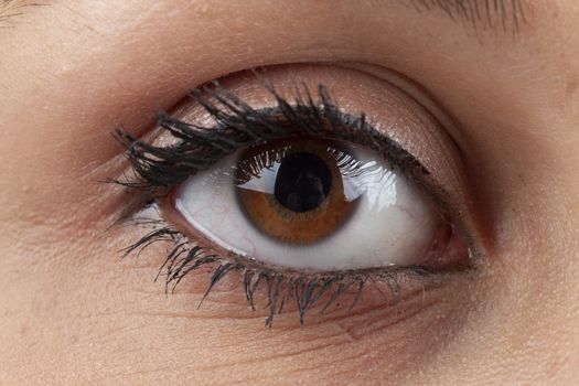 big brown eyes of a woman with makeup and long eyelashes looking off camera