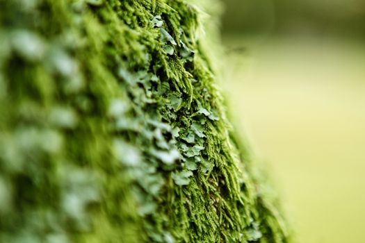 green plants close up in forest with selected focus in the middle of picture