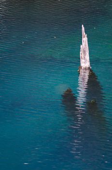 Trunk of dead tree in the Arco Iris lagoon. Conguillio National Park. Araucania Region. Chile.