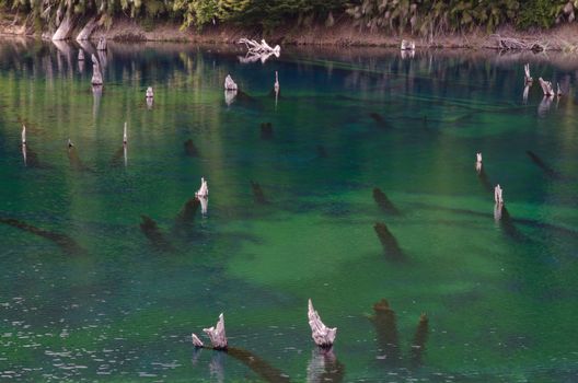 Trunks of dead trees in the Arco Iris lagoon. Conguillio National Park. Araucania Region. Chile.