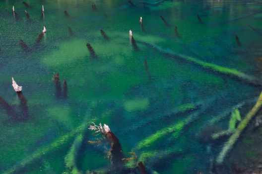 Trunks of dead trees in the Arco Iris lagoon. Conguillio National Park. Araucania Region. Chile.