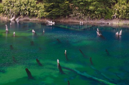 Trunks of dead trees in the Arco Iris lagoon. Conguillio National Park. Araucania Region. Chile.