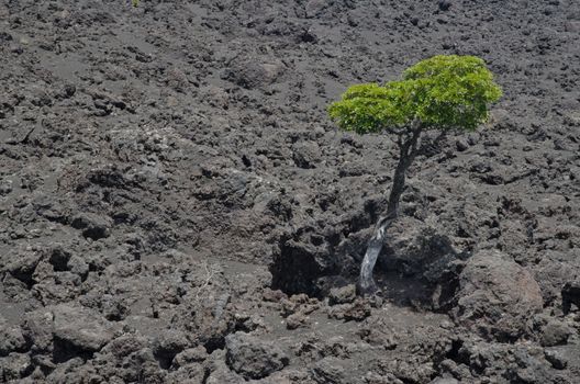 Tree on a field of solidified lava. Conguillio National Park. Araucania Region. Chile.