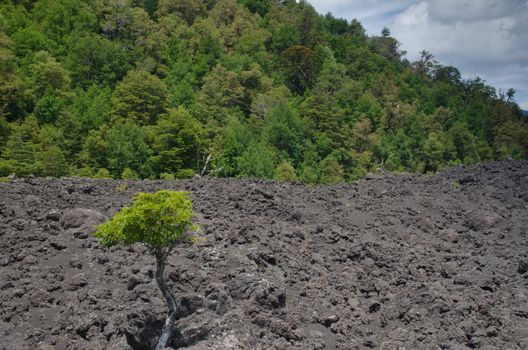 Tree on a field of solidified lava and forest. Conguillio National Park. Araucania Region. Chile.