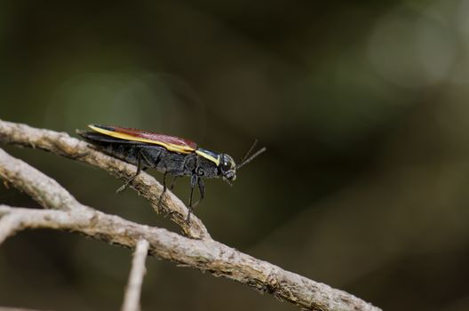 Beetle Epistomentis pictus on a branch. Conguillio National Park. Araucania Region. Chile.