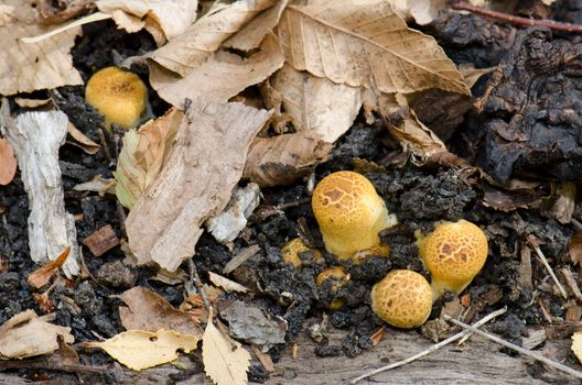 Mushrooms on the ground of the Conguillio National Park. Araucania Region. Chile.