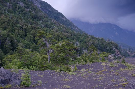 Field of solidified lava and forest. Conguillio National Park. Araucania Region. Chile.