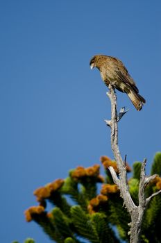 Chimango caracara Milvago chimango perched on a tree. Conguillio National Park. Araucania Region. Chile.