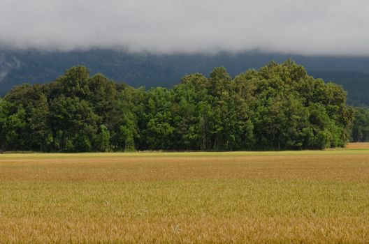 Field of wheat Triticum sp. and forest. Araucania Region. Chile.