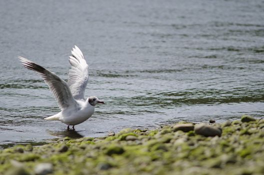 Brown-hooded gull Chroicocephalus maculipennis flapping wings. Angelmo. Puerto Montt. Los Lagos Region. Chile.