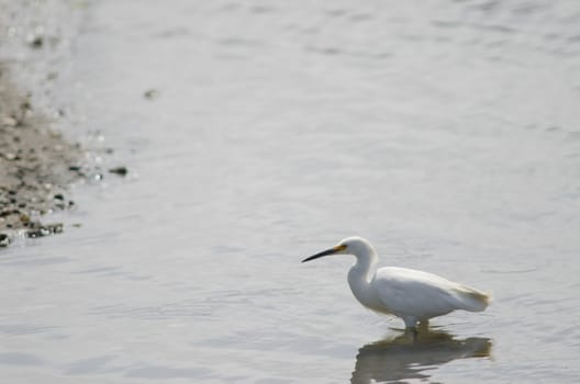 Snowy egret Egretta thula in the coast. Angelmo. Puerto Montt. Los Lagos Region. Chile.