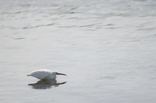 Snowy egret Egretta thula fishing. Angelmo. Puerto Montt. Los Lagos Region. Chile.