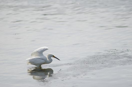 Snowy egret Egretta thula fishing. Angelmo. Puerto Montt. Los Lagos Region. Chile.