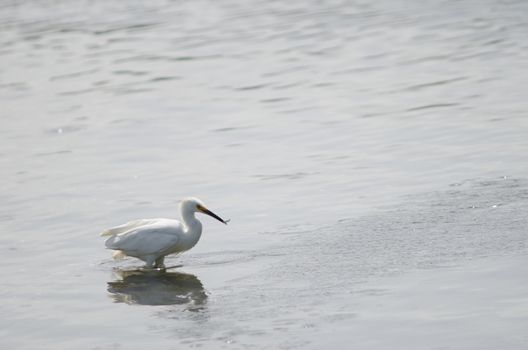 Snowy egret Egretta thula with a small fish. Angelmo. Puerto Montt. Los Lagos Region. Chile.