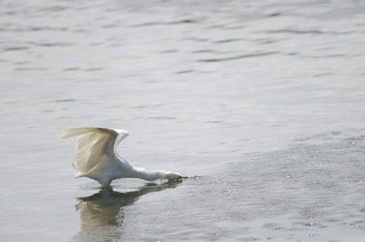 Snowy egret Egretta thula fishing. Angelmo. Puerto Montt. Los Lagos Region. Chile.