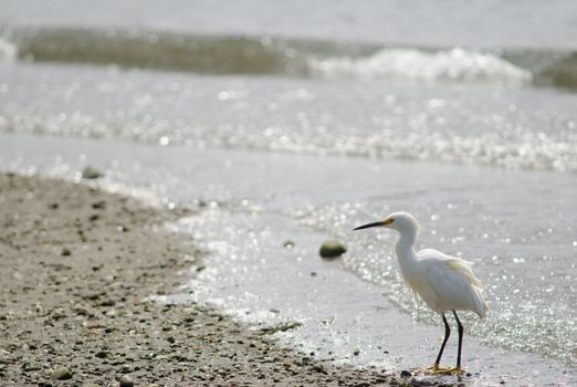 Snowy egret Egretta thula in the coast. Angelmo. Puerto Montt. Los Lagos Region. Chile.