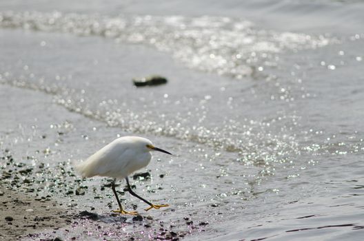 Snowy egret Egretta thula walking. Angelmo. Puerto Montt. Los Lagos Region. Chile.