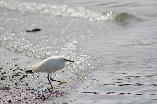 Snowy egret Egretta thula walking. Angelmo. Puerto Montt. Los Lagos Region. Chile.