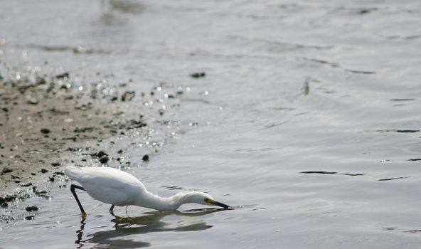 Snowy egret Egretta thula fishing. Angelmo. Puerto Montt. Los Lagos Region. Chile.