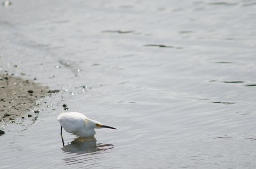 Snowy egret Egretta thula fishing. Angelmo. Puerto Montt. Los Lagos Region. Chile.