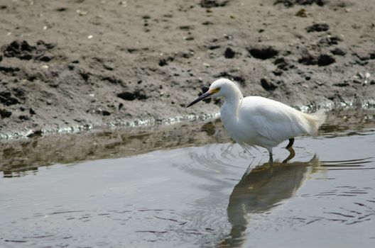 Snowy egret Egretta thula in the coast. Angelmo. Puerto Montt. Los Lagos Region. Chile.