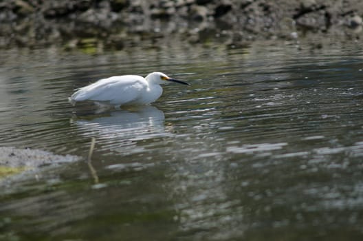 Snowy egret Egretta thula in the coast. Angelmo. Puerto Montt. Los Lagos Region. Chile.