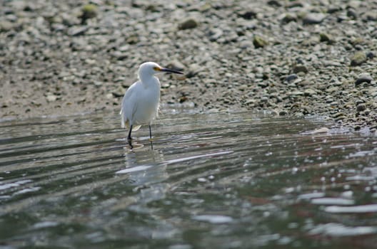 Snowy egret Egretta thula in the coast. Angelmo. Puerto Montt. Los Lagos Region. Chile.