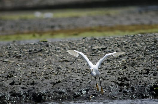 Snowy egret Egretta thula landing. Angelmo. Puerto Montt. Los Lagos Region. Chile.