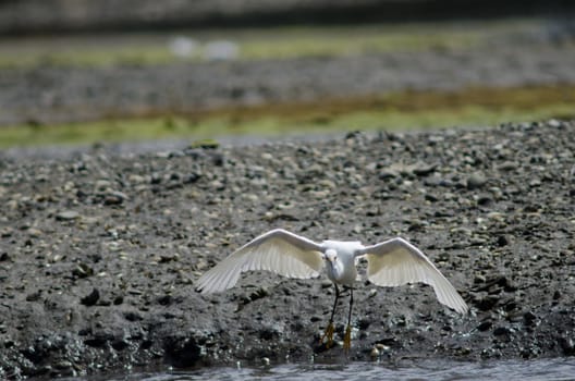 Snowy egret Egretta thula landing. Angelmo. Puerto Montt. Los Lagos Region. Chile.