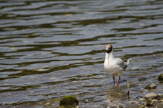 Brown-hooded gull Chroicocephalus maculipennis in the coast. Angelmo. Puerto Montt. Los Lagos Region. Chile.