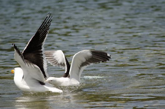 Kelp gulls Larus dominicanus fighting. Angelmo. Puerto Montt. Los Lagos Region. Chile.