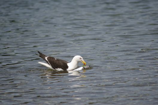 Kelp gull Larus dominicanus with a fish. Angelmo. Puerto Montt. Los Lagos Region. Chile.