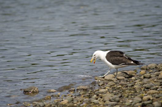 Kelp gull Larus dominicanus eating a fish. Angelmo. Puerto Montt. Los Lagos Region. Chile.