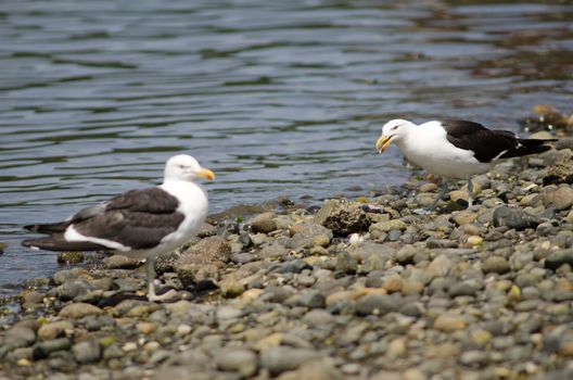 Kelp gulls Larus dominicanus in the coast. Angelmo. Puerto Montt. Los Lagos Region. Chile.