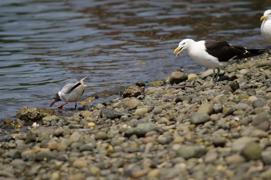 Brown-hooded gull Chroicocephalus maculipennis to the left and kelp gull Larus dominicanus to the right. Angelmo. Puerto Montt. Los Lagos Region. Chile.