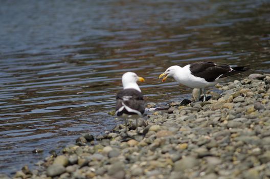 Kelp gull Larus dominicanus eating a fish. Angelmo. Puerto Montt. Los Lagos Region. Chile.