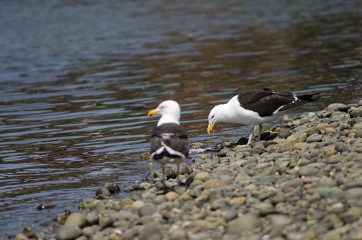 Kelp gull Larus dominicanus eating a fish. Angelmo. Puerto Montt. Los Lagos Region. Chile.